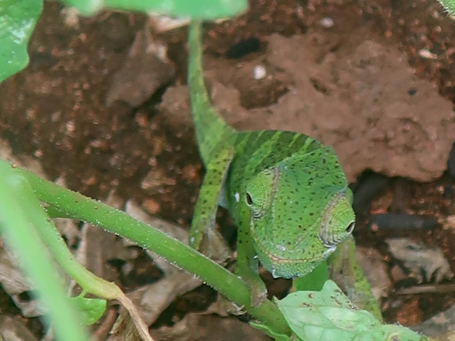 Green Lizard close to the cave